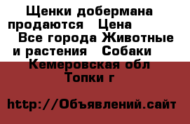 Щенки добермана  продаются › Цена ­ 45 000 - Все города Животные и растения » Собаки   . Кемеровская обл.,Топки г.